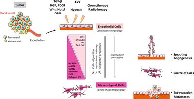 <mark class="highlighted">Endothelial-to-Mesenchymal Transition</mark> in Cancer